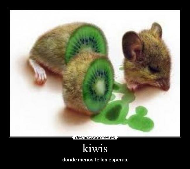 kiwis - 