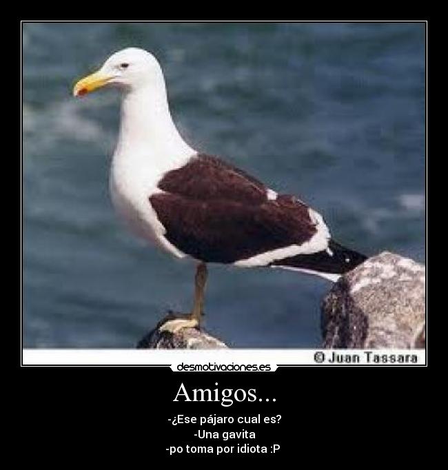 Amigos... -