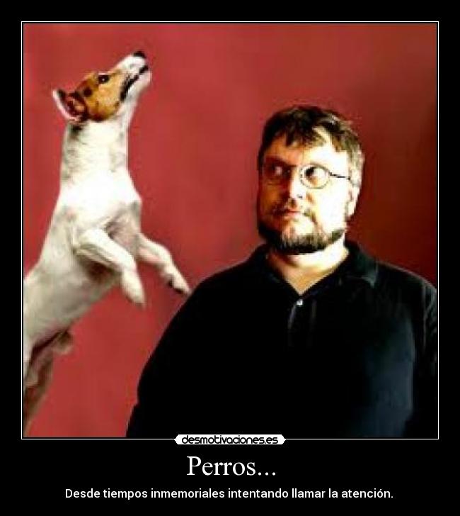 Perros... - Desde tiempos inmemoriales intentando llamar la atención.