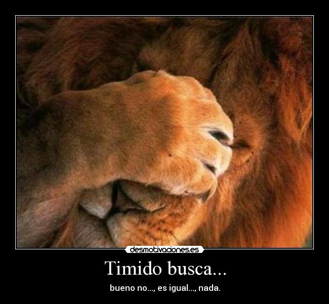 Timido busca... - 