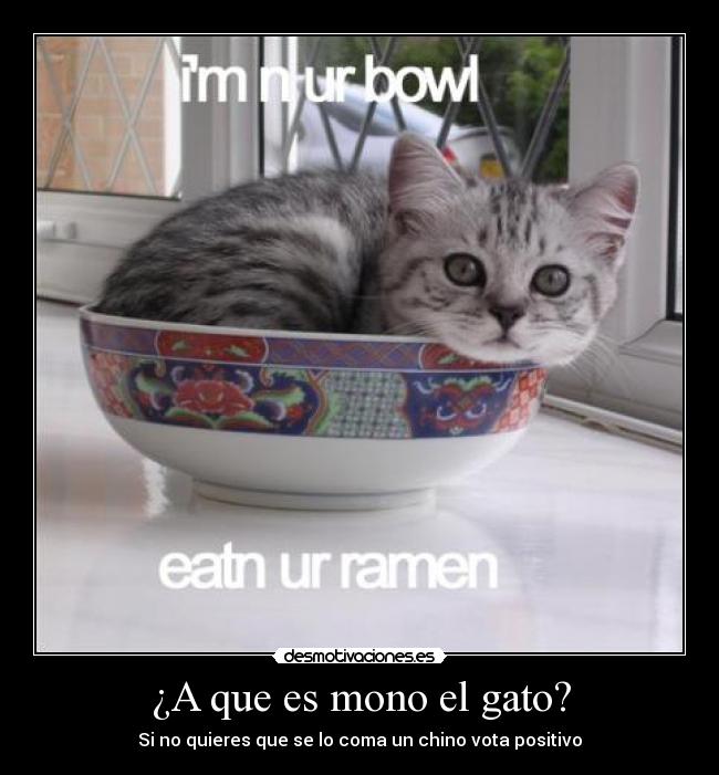 ¿A que es mono el gato? -