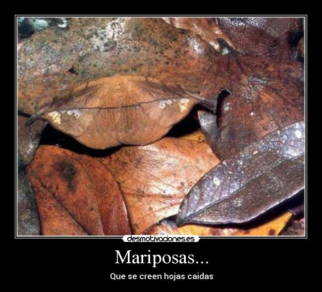 Mariposas... - 
