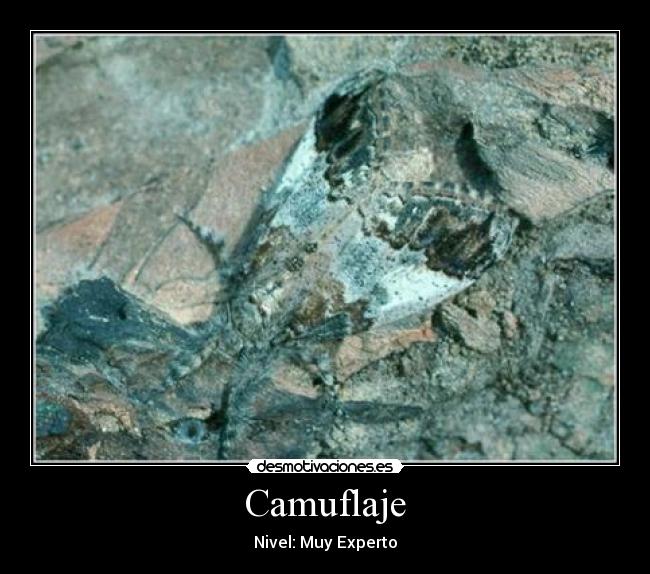 Camuflaje - Nivel: Muy Experto