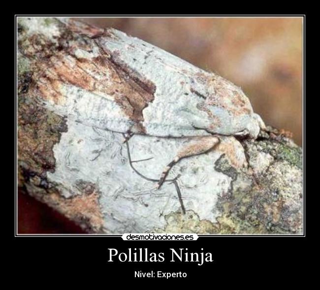 Polillas Ninja - 