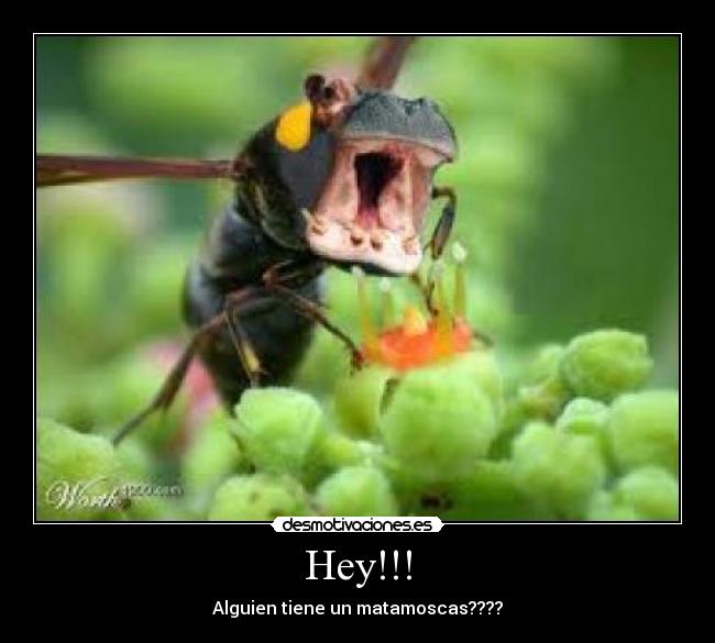 Hey!!! - Alguien tiene un matamoscas????
