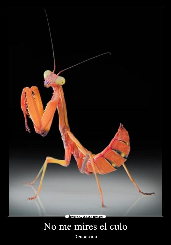 No me mires el culo - Descarado