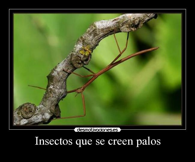 Insectos que se creen palos -