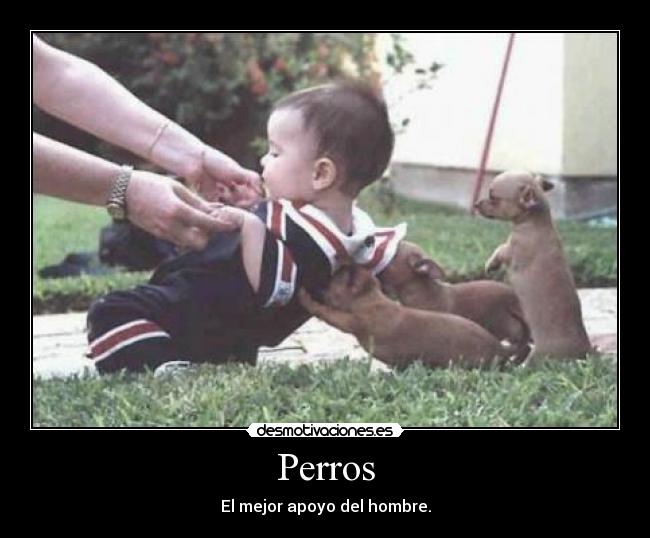 Perros -