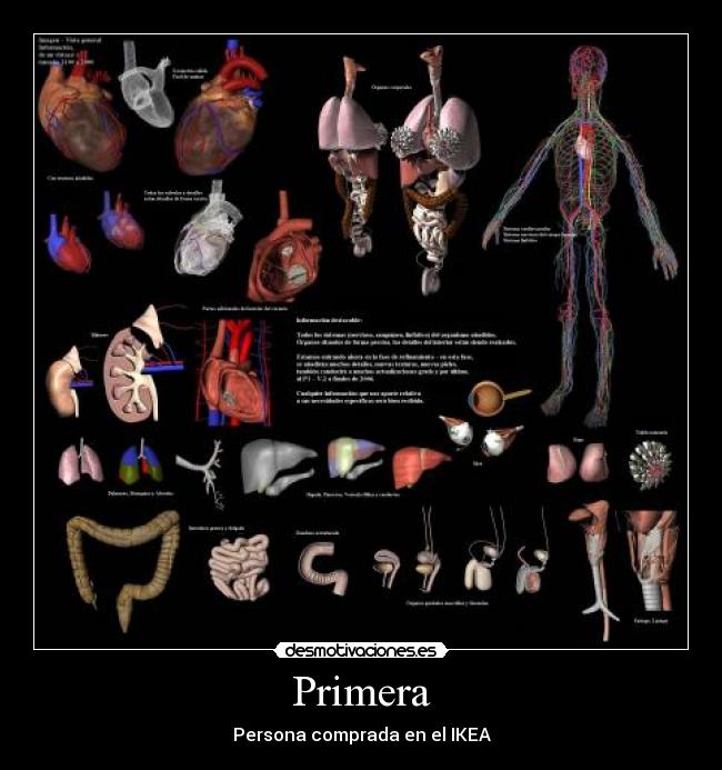 Primera - Persona comprada en el IKEA