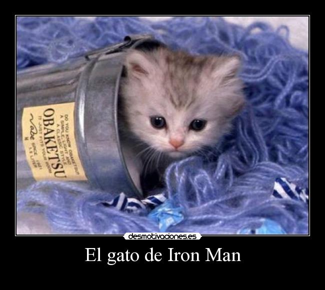 El gato de Iron Man -