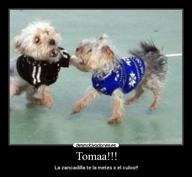 Tomaa!!! -