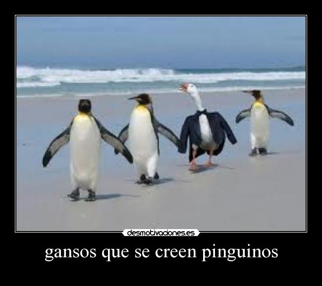 gansos que se creen pinguinos - 