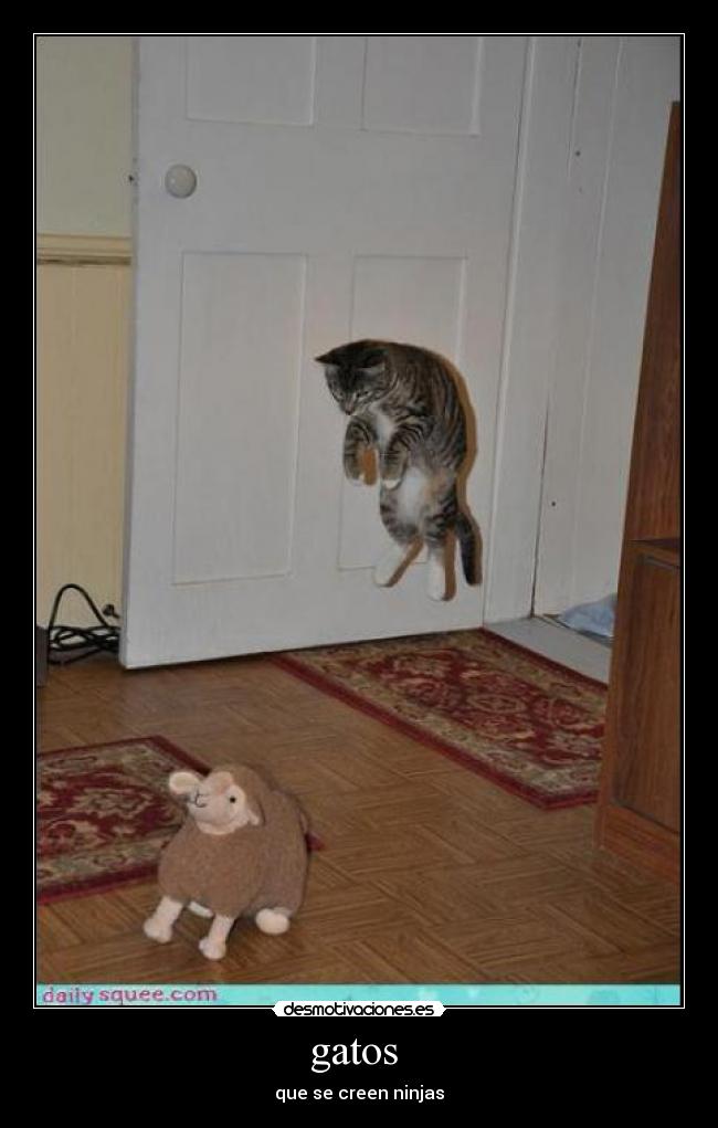 gatos - que se creen ninjas