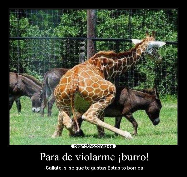 Para de violarme ¡burro! - -Callate, si se que te gustas.Estas to borrica