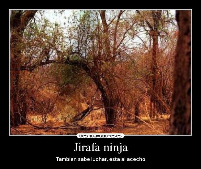 Jirafa ninja -