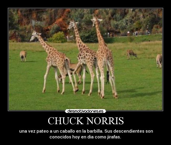 CHUCK NORRIS -  una vez pateo a un caballo en la barbilla. Sus descendientes son
conocidos hoy en dia como jirafas. 