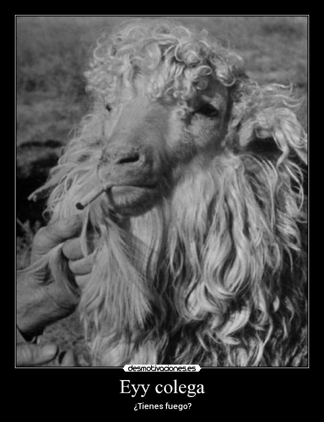 Eyy colega - 