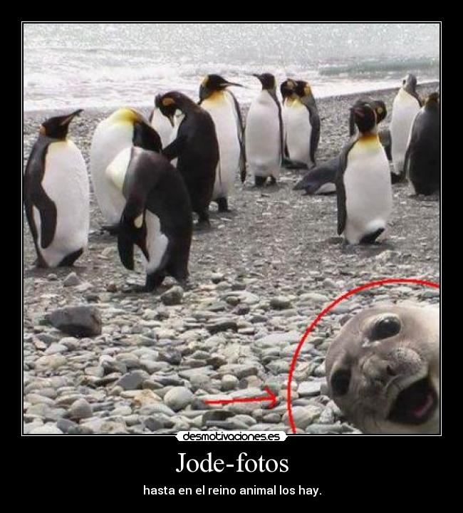 Jode-fotos - 