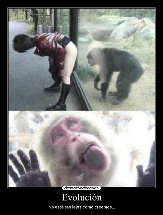 Evolución - 