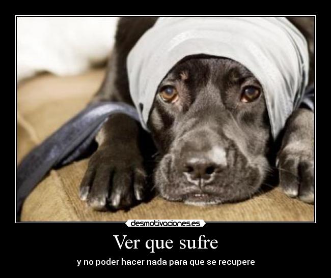Ver que sufre - y no poder hacer nada para que se recupere
