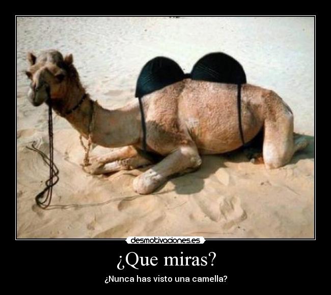 carteles camellos desmotivaciones