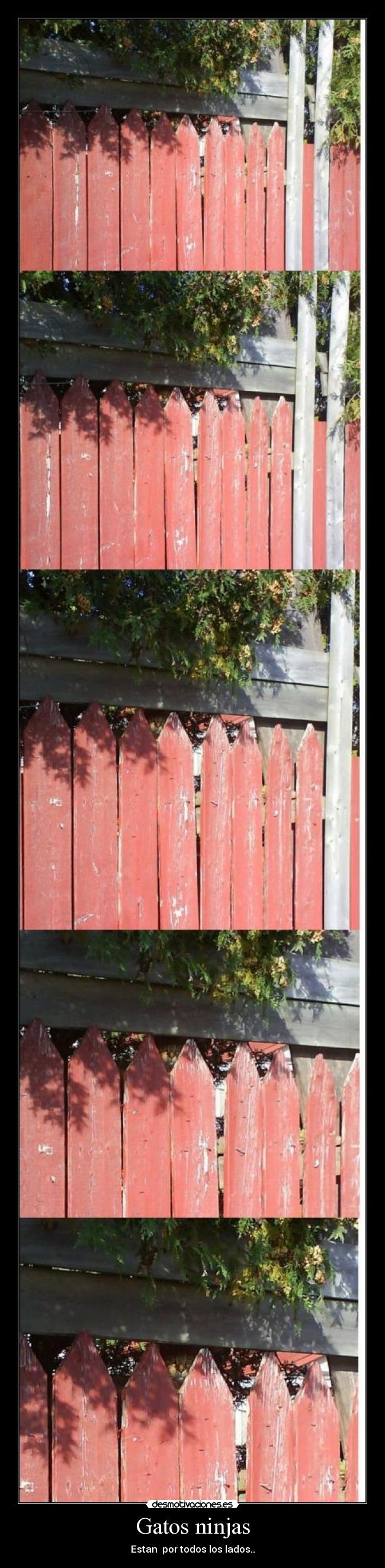 Gatos ninjas - 