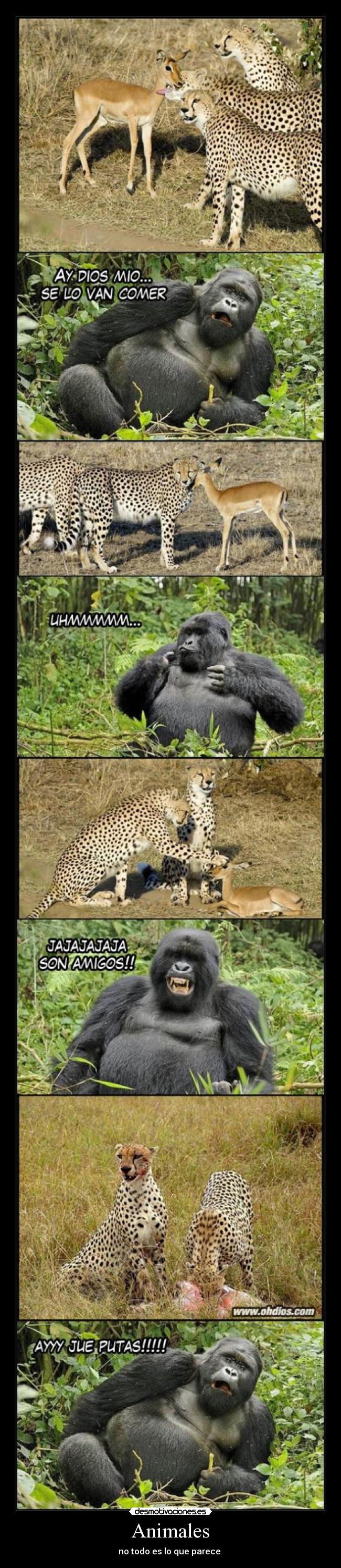 carteles animales fail vlogs imagenes graciosas lol wtf desmotivaciones