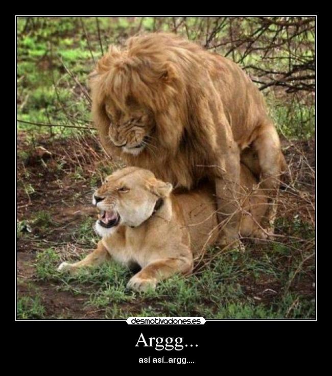 carteles leones sexo desmotivaciones