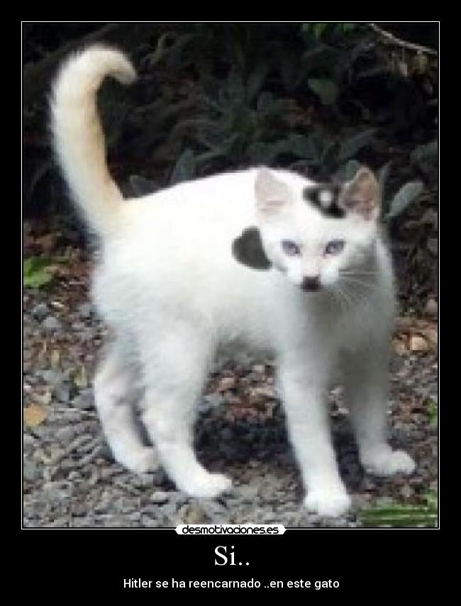 Si.. - Hitler se ha reencarnado ..en este gato