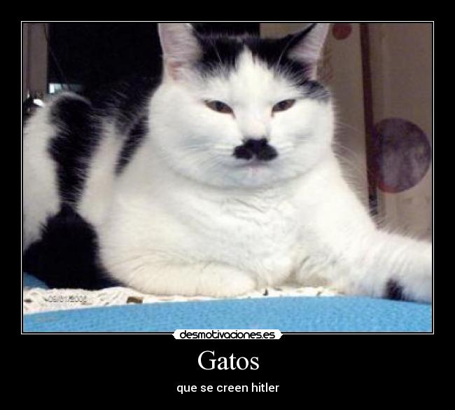Gatos -