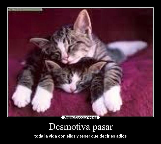 carteles paulakitty123 desmotivaciones