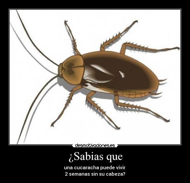 ¿Sabias que - una cucaracha puede vivir
2 semanas sin su cabeza?