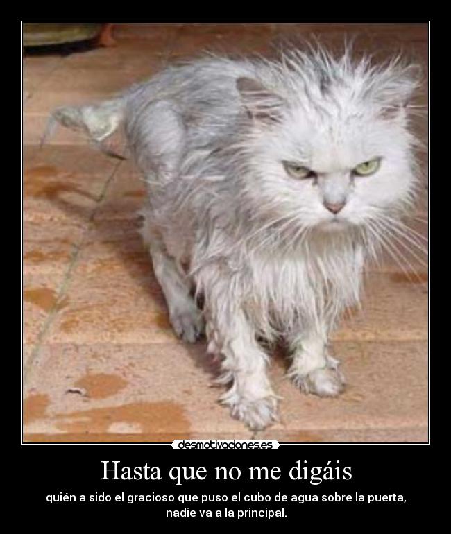 Hasta que no me digáis - 