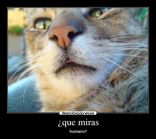 ¿que miras - humano?