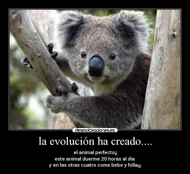 la evolución ha creado.... - el animal perfecto¡¡
este animal duerme 20 horas al dia
y en las otras cuatro come bebe y folla¡¡¡