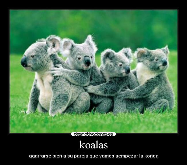 koalas -