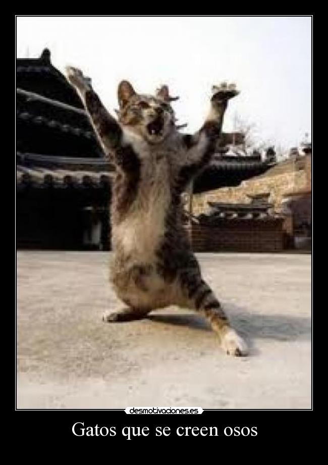 Gatos que se creen osos -