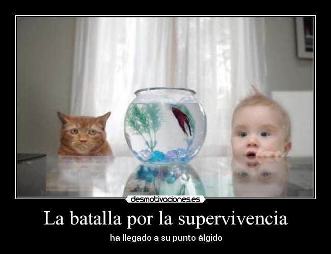 La batalla por la supervivencia - ha llegado a su punto álgido