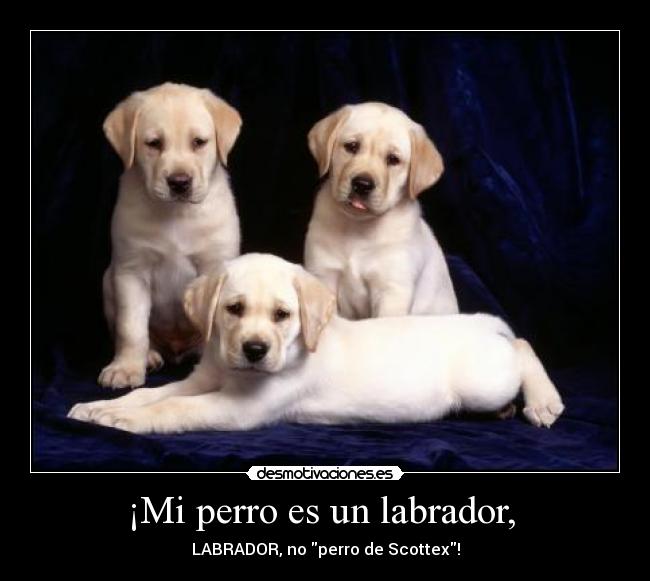 ¡Mi perro es un labrador,  - 