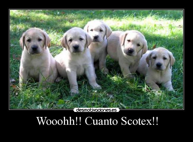 Wooohh!! Cuanto Scotex!! - 