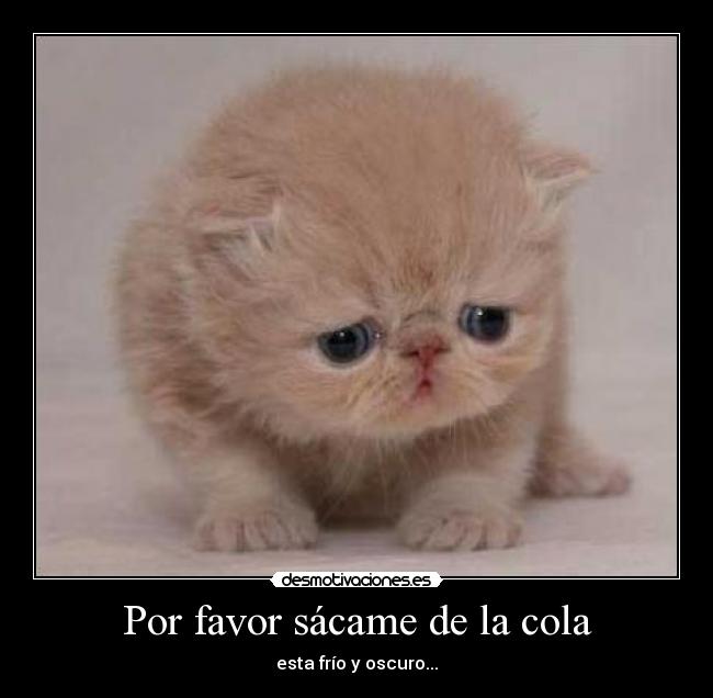 carteles gatito desmotivaciones