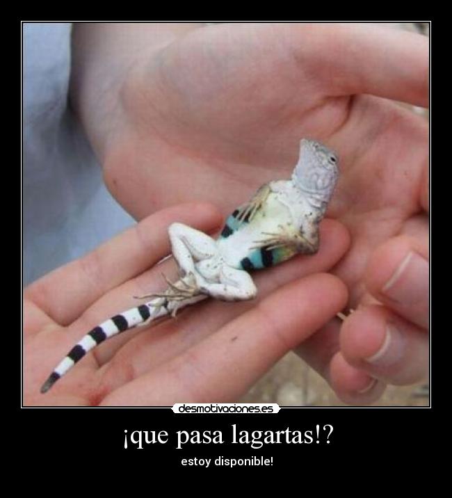 ¡que pasa lagartas!? - 