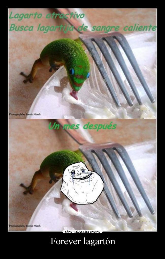 Forever lagartón - 