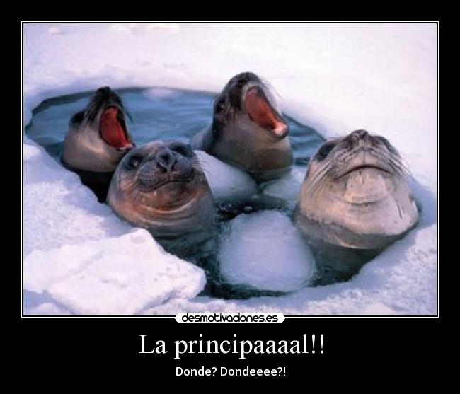 La principaaaal!! - Donde? Dondeeee?!