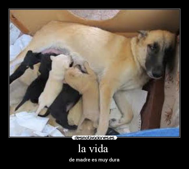 la vida  - de madre es muy dura 