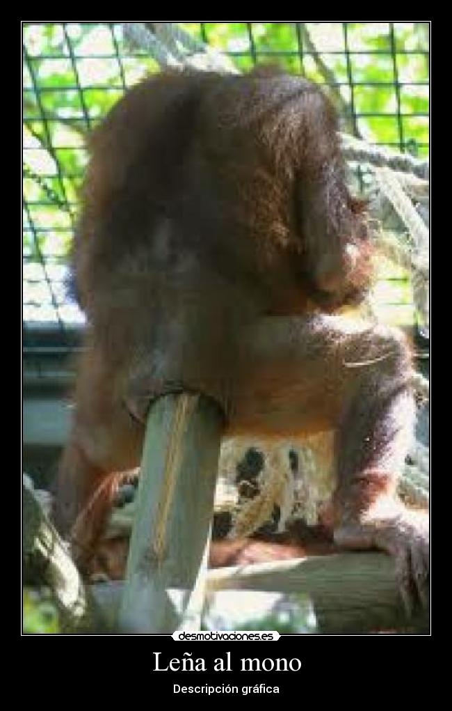 Leña al mono - 