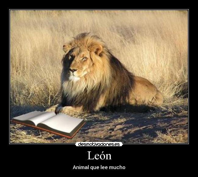 León - Animal que lee mucho