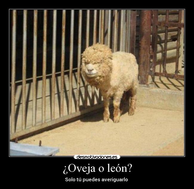 ¿Oveja o león? - Solo tú puedes averiguarlo