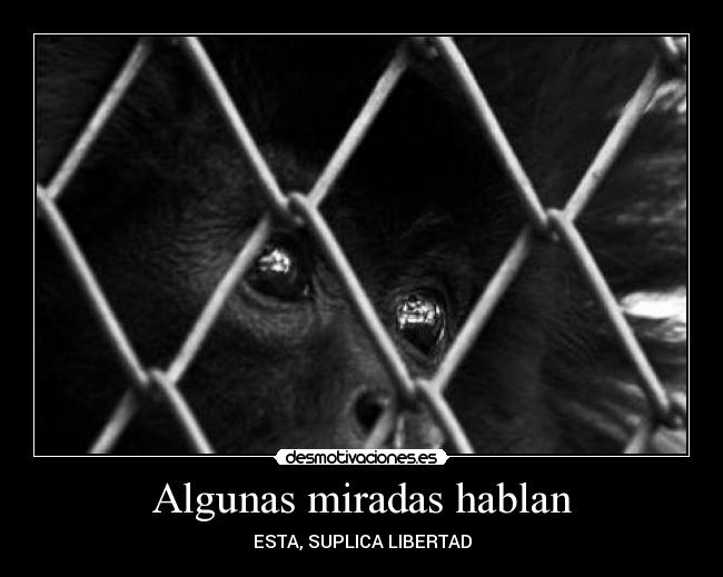 Algunas miradas hablan -
