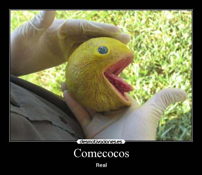 Comecocos - Real